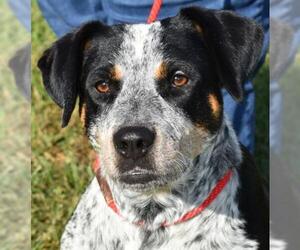 Mutt Dogs for adoption in Nashville, IN, USA