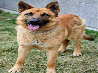 Medium Photo #1 German Shepherd Dog Puppy For Sale in Ogden, UT, USA