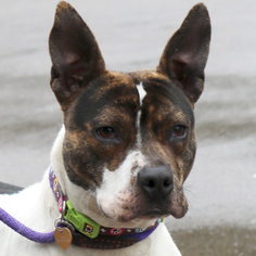 Small Bull Terrier-Jack Russell Terrier Mix