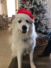 Great Pyrenees Dogs for adoption in Evergreen, CO, USA