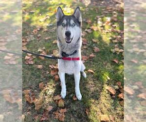 Siberian Husky Dogs for adoption in Alameda, CA, USA