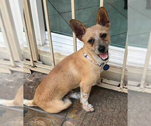 Chihuahua-Unknown Mix Dogs for adoption in Katy, TX, USA