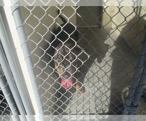 Rottweiler Dogs for adoption in Ocala, FL, USA