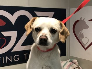 Medium Photo #1 Beagle Puppy For Sale in pomona, CA, USA