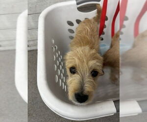 Mutt Dogs for adoption in San Bernardino, CA, USA