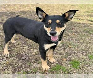 Doberman Pinscher Dogs for adoption in Conroe, TX, USA