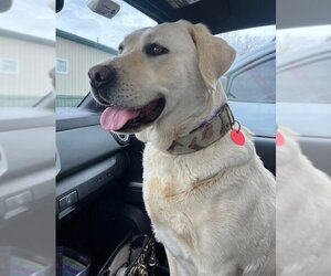 Labrador Retriever Dogs for adoption in Batavia, NY, USA