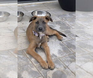 German Shepherd Dog-Unknown Mix Dogs for adoption in Mooresville, NC, USA