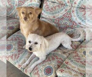 Maltese-Unknown Mix Dogs for adoption in Queen Creek, AZ, USA