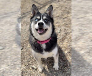 Pomsky Dogs for adoption in Bemidji, MN, USA