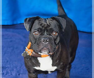 Pug-Unknown Mix Dogs for adoption in Pasadena, CA, USA