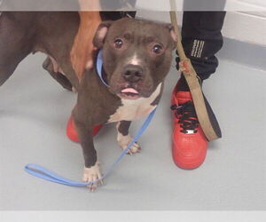 American Pit Bull Terrier Dogs for adoption in St. Cloud, FL, USA