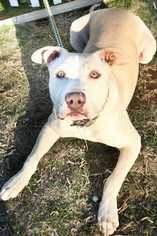 American Pit Bull Terrier-Unknown Mix Dogs for adoption in Sylmar, CA, USA