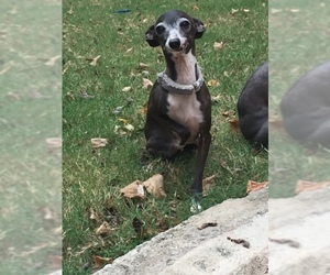 Italian Greyhound Dogs for adoption in Richardson, TX, USA