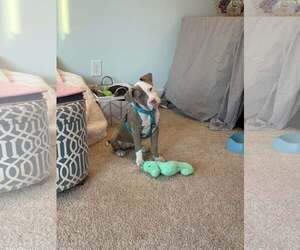 American Staffordshire Terrier-Unknown Mix Dogs for adoption in Spring Lake, NC, USA