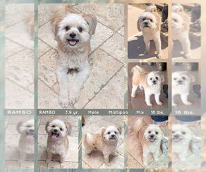 Maltipoo Dogs for adoption in Mesa, AZ, USA