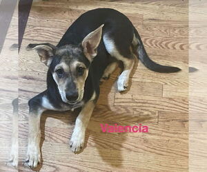 German Shepherd Dog-Unknown Mix Dogs for adoption in Topeka, KS, USA