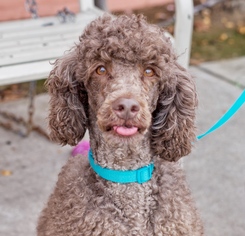 Poodle (Standard) Dogs for adoption in Pittsburg, CA, USA
