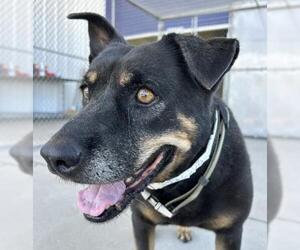 Rottweiler Dogs for adoption in Bakersfield, CA, USA