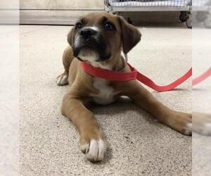 Boxer-Unknown Mix Dogs for adoption in Riverside, CA, USA