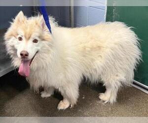 Alaskan Malamute Dogs for adoption in Woodland, CA, USA