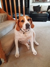 Coonhound Dogs for adoption in Denver, CO, USA