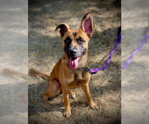 German Shepherd Dog-Unknown Mix Dogs for adoption in San Andreas, CA, USA