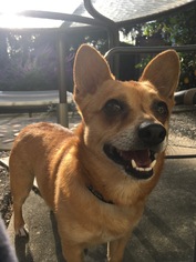Chi-Corgi Dogs for adoption in Santa Clara, CA, USA