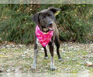 German Shorthaired Lab Dogs for adoption in Belleville, IL, USA