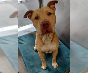 American Pit Bull Terrier Dogs for adoption in Downey, CA, USA