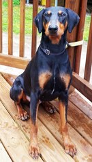 Doberman Pinscher Dogs for adoption in Griffin, GA, USA