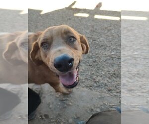 Golden Labrador Dogs for adoption in Pena Blanca, NM, USA