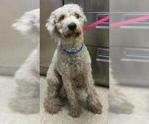 Poodle (Standard) Dogs for adoption in Riverside, CA, USA