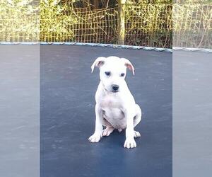 Mutt Dogs for adoption in The Woodlands, TX, USA