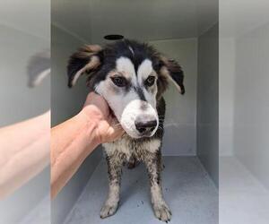 Siberian Husky-Unknown Mix Dogs for adoption in Houston, TX, USA