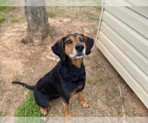 Black and Tan Coonhound Dogs for adoption in Grovetown, GA, USA