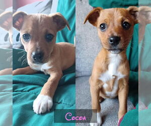 Mutt Dogs for adoption in Jackson Township, NJ, USA