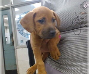Mutt Dogs for adoption in Oklahoma City, OK, USA