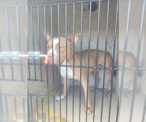 American Pit Bull Terrier-Unknown Mix Dogs for adoption in St. Cloud, FL, USA