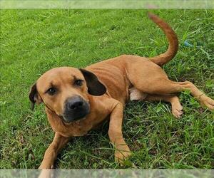 Beagle-Unknown Mix Dogs for adoption in Grovetown, GA, USA