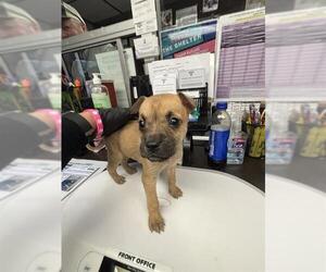 Chihuahua Dogs for adoption in Stockton, CA, USA