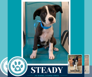 Medium Photo #1 Border Collie-Unknown Mix Puppy For Sale in Kimberton, PA, USA