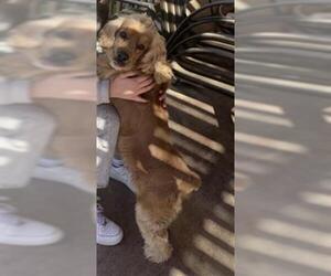 Cocker Spaniel Dogs for adoption in San Antonio, TX, USA