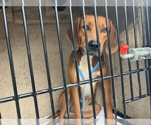 Redbone Coonhound-Unknown Mix Dogs for adoption in Murfreesboro, TN, USA