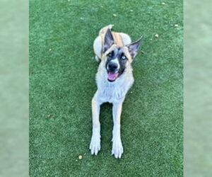 Siberian Husky Dogs for adoption in Salinas, CA, USA