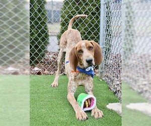 English Coonhound-Unknown Mix Dogs for adoption in Murfreesboro, TN, USA