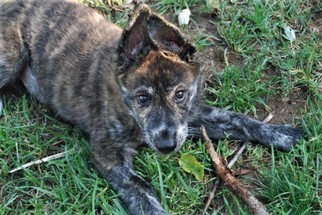 German Shepherd Dog Dogs for adoption in Gretna, NE, USA