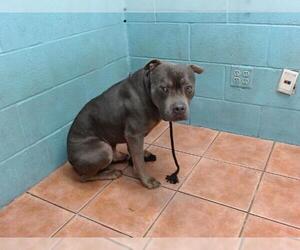 American Pit Bull Terrier Dogs for adoption in Downey, CA, USA
