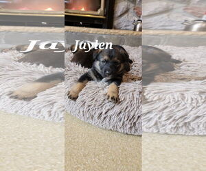 Shepradors Dogs for adoption in Princeton, MN, USA