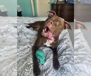 American Pit Bull Terrier Dogs for adoption in Derwood, MD, USA